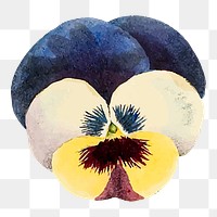 Pansy png flower illustration, transparent background