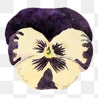 Pansy png flower illustration, transparent background