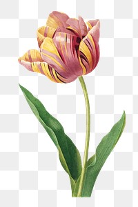 Tulip png flower illustration, transparent background