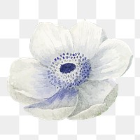 White anemone png flower illustration, transparent background