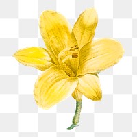 Yellow lilium parryi png flower illustration, transparent background