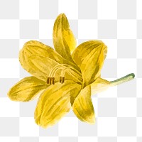 Yellow lilium parryi png flower illustration, transparent background