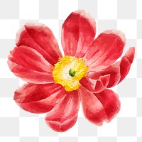 Red flower png illustration, transparent background