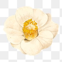 White camellia  png flower illustration, transparent background