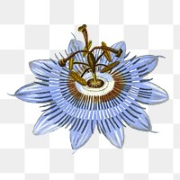 Flower illustration png, aesthetic element, transparent background