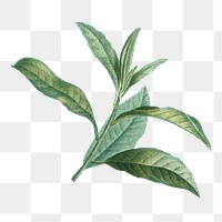 Leaf illustration png, aesthetic element, transparent background