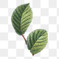 Leaf illustration png, aesthetic element, transparent background