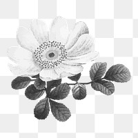 Flower illustration png, aesthetic element, transparent background