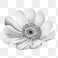 Flower illustration png, aesthetic element, transparent background