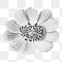 Flower illustration png, aesthetic element, transparent background