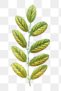 Leaf illustration png, aesthetic element, transparent background