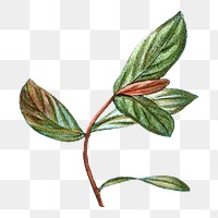 Leaf illustration png, aesthetic element, transparent background