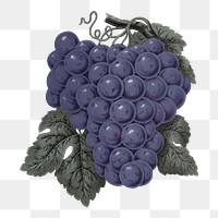 PNG purple grape fruit, vintage illustration, transparent background