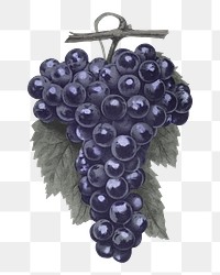 PNG purple grape fruit, vintage illustration, transparent background