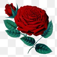 PNG red rose flower, vintage illustration, transparent background