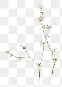 White flower png vintage illustration, transparent background