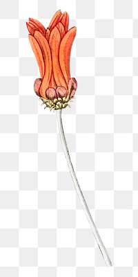 Orange flower png vintage illustration, transparent background