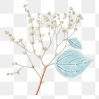 White flower png vintage illustration, transparent background