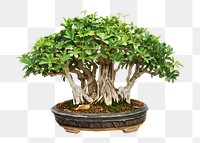 Png small bonsai in pot, transparent background