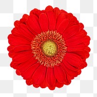 Png bright red daisy flower, transparent background