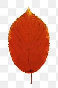 Png orange autumn leaf, transparent background