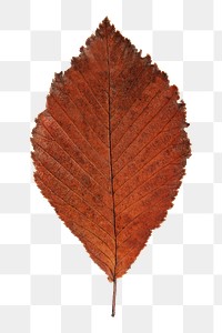 Png dry orange autumn leaf, transparent background