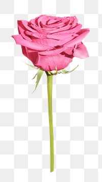 PNG Pink rose, collage element, transparent background.
