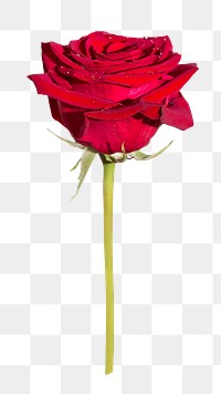 PNG Red rose, collage element, transparent background.