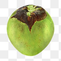 Fresh coconut png, food element, transparent background