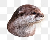 PNG Otter, collage element, transparent background.