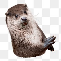 Png wild river otter, transparent background