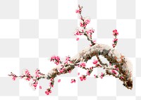 PNG Cherry blossom tree, vintage painting by G.A. Audsley-Japanese illustration, transparent background. Remixed by rawpixel.