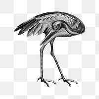 PNG Sarus crane bird, by G.A. Audsley-Japanese illustration, transparent background. Remixed by rawpixel.
