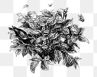 PNG Vintage leaf bush, black and white illustration on transparent background  by François-Frédéric Grobon. Remixed by rawpixel.