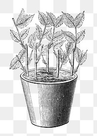 PNG Potted plant, vintage black & white illustration on transparent background  by François-Frédéric Grobon. Remixed by rawpixel.
