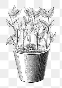 PNG Potted plant, vintage black & white illustration on transparent background  by François-Frédéric Grobon. Remixed by rawpixel.