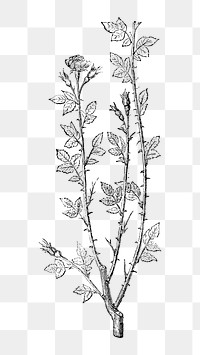 PNG Vintage rose branches, black & white flower illustration on transparent background  by François-Frédéric Grobon. Remixed by rawpixel.