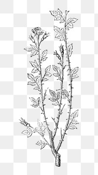 PNG Vintage rose branches, black & white flower illustration on transparent background  by François-Frédéric Grobon. Remixed by rawpixel.
