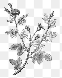 PNG Vintage rose branches, black & white flower illustration on transparent background  by François-Frédéric Grobon. Remixed by rawpixel.