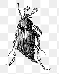 PNG Dung beetle, vintage insect illustration on transparent background  by François-Frédéric Grobon. Remixed by rawpixel.