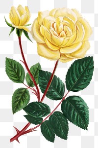 PNG Yellow rose, vintage French flower illustration on transparent background  by François-Frédéric Grobon. Remixed by rawpixel.