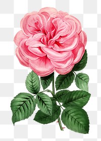 PNG Pink rose, vintage French flower illustration on transparent background  by François-Frédéric Grobon. Remixed by rawpixel.