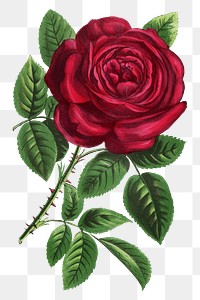 PNG Red rose, vintage French flower illustration on transparent background  by François-Frédéric Grobon. Remixed by rawpixel.