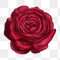 PNG Red rose, vintage French flower illustration on transparent background  by François-Frédéric Grobon. Remixed by rawpixel.