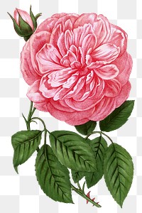 PNG Pink rose, vintage French flower illustration on transparent background  by François-Frédéric Grobon. Remixed by rawpixel.