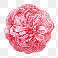 PNG Pink rose, vintage French flower illustration on transparent background  by François-Frédéric Grobon. Remixed by rawpixel.