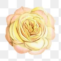 PNG Gradient yellow rose, vintage French flower illustration on transparent background  by François-Frédéric Grobon. Remixed by rawpixel.