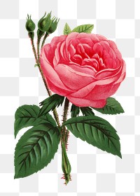 PNG Pink rose, French flower vintage illustration on transparent background  by François-Frédéric Grobon. Remixed by rawpixel.