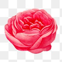 PNG Pink rose, French flower vintage illustration on transparent background  by François-Frédéric Grobon. Remixed by rawpixel.