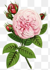 PNG Pink rose, French flower vintage illustration on transparent background  by François-Frédéric Grobon. Remixed by rawpixel.